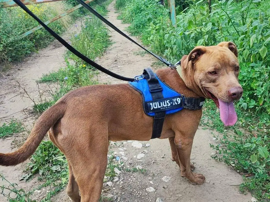 Adotta un cane, maschio, 6 anni e 6 mesi, Napoli