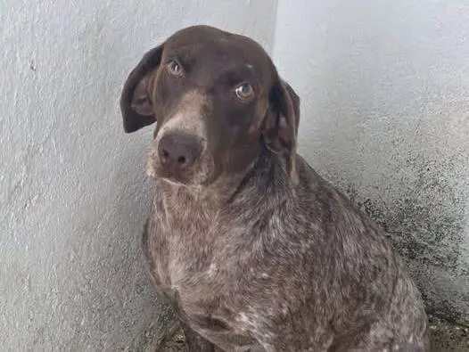 Adozione cane, femmina, Bracco Razza sconosciuta, 5 anni e 4 mesi, taglia media, Crotone