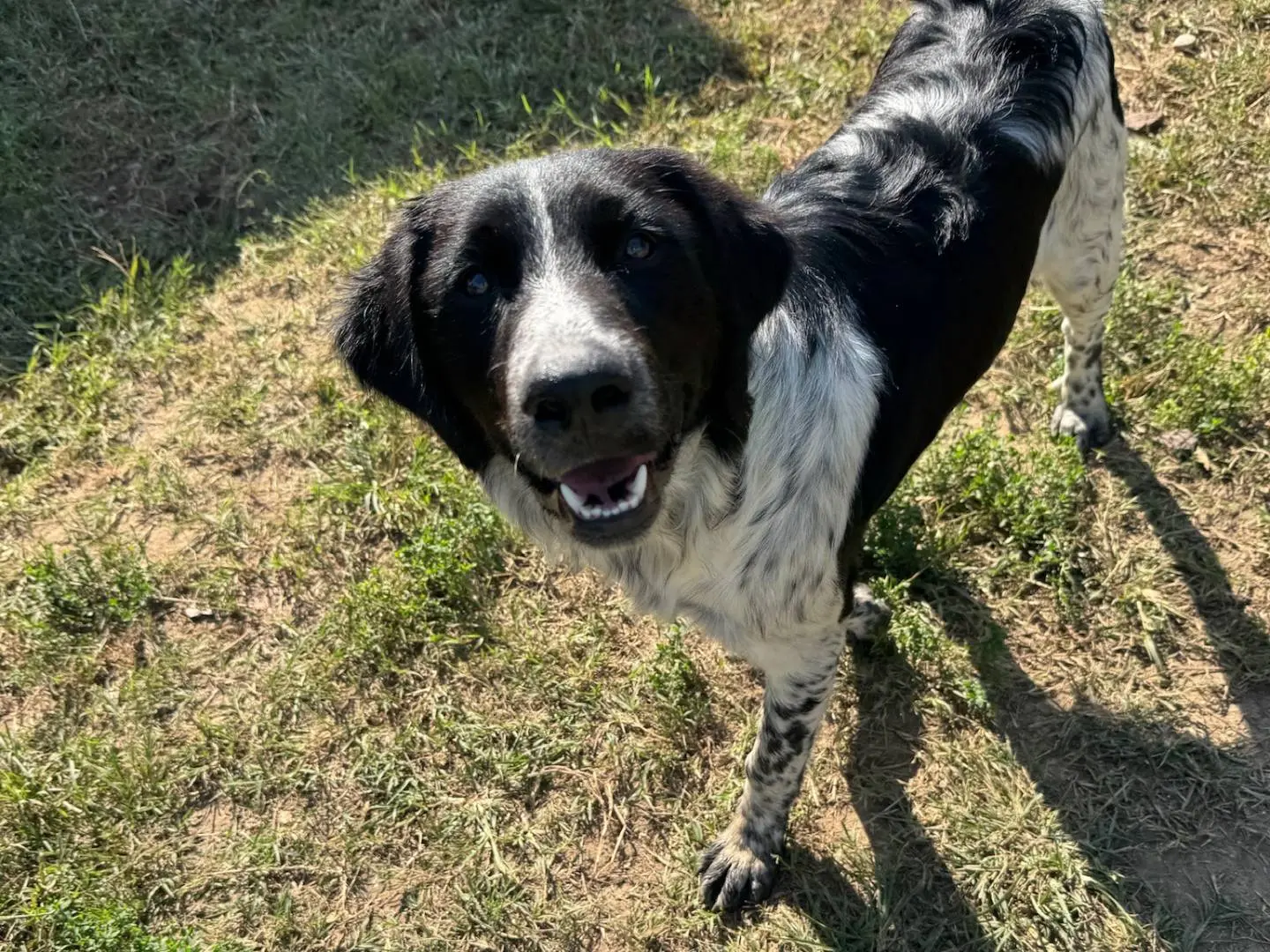 Adotta un cane, maschio, 8 mesi, Milano