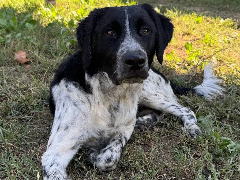 Adozione cane, maschio, Razza sconosciuta Razza sconosciuta, 8 mesi, taglia media, Milano