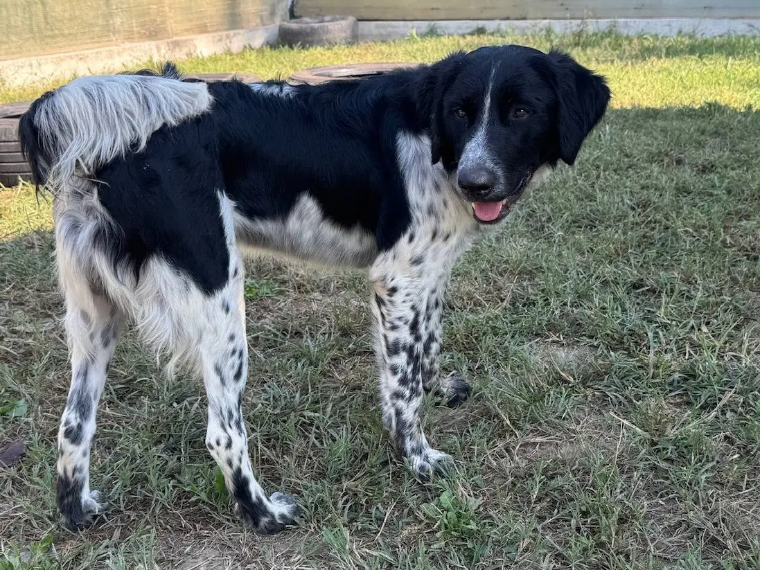 Adotta un cane, taglia media, maschio, Milano