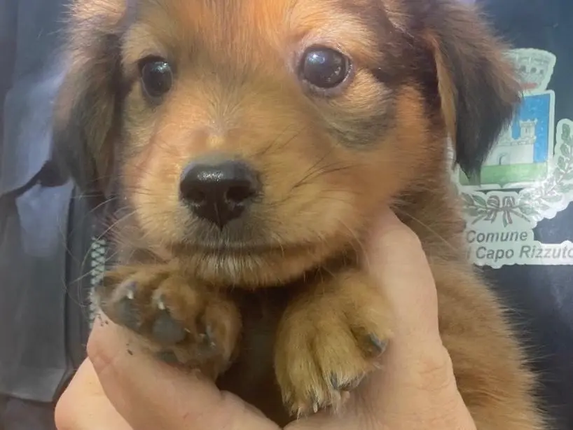 Adotta il cane Biscotto a Crotone
