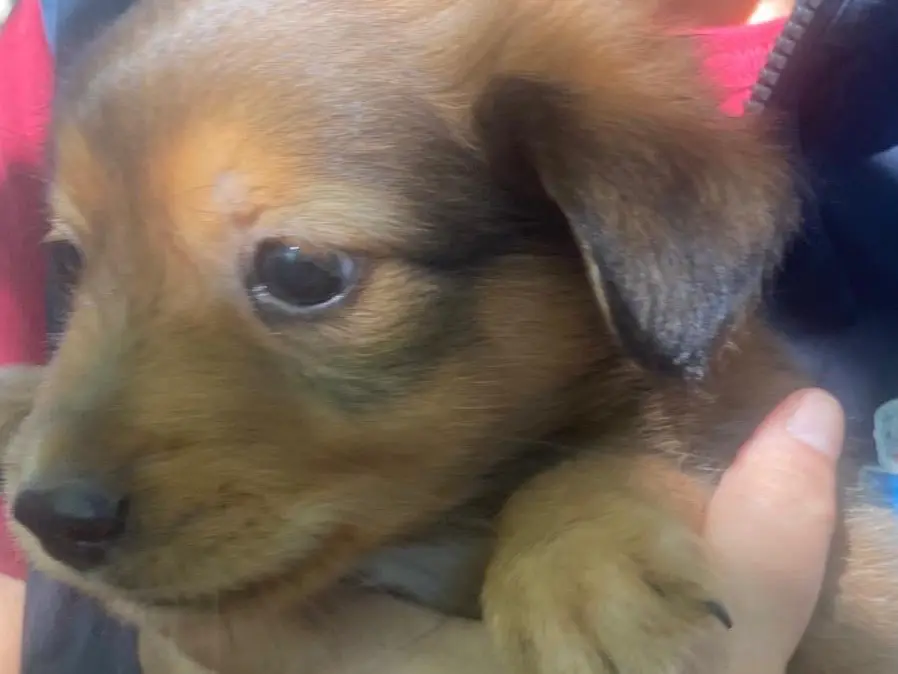 Vuoi adottare un cane a Crotone?