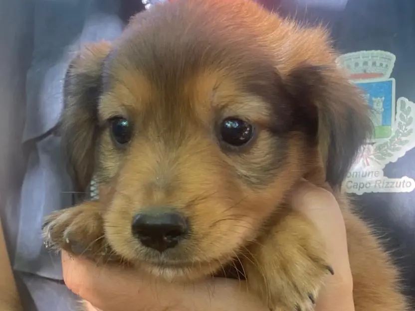 Adotta un cane, taglia media, maschio, Crotone