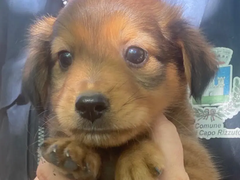 Adotta un cane, maschio, 2 mesi, Crotone