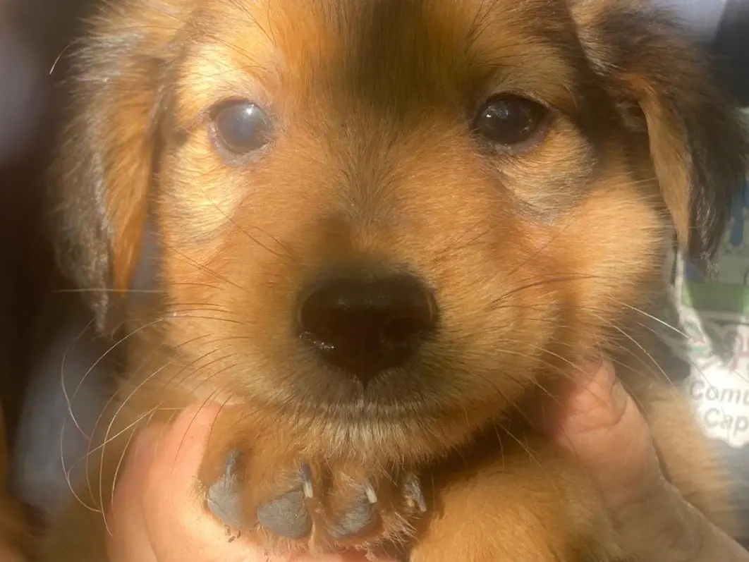 Adozione cane, maschio, Razza sconosciuta Razza sconosciuta, 2 mesi, taglia media, Crotone