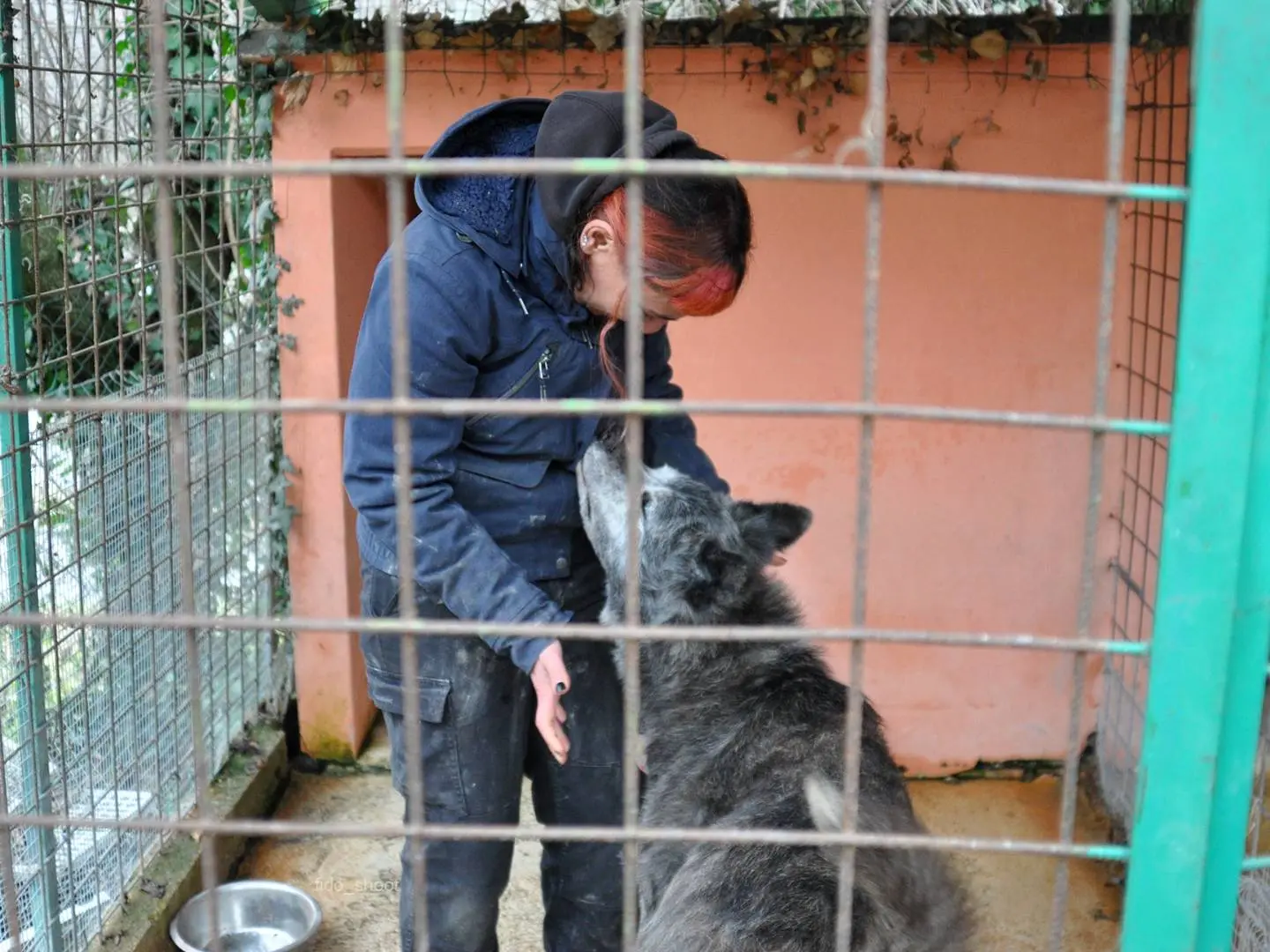Foto 2 dell'animale