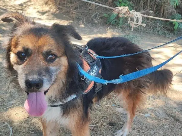Adotta un cane, maschio, 9 anni e 10 mesi, Napoli