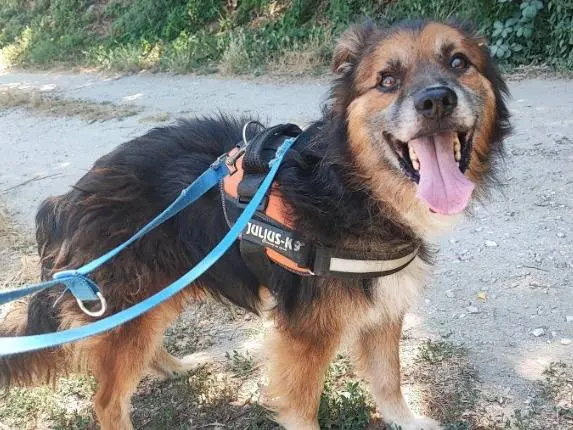 Adozione cane, maschio, Razza sconosciuta Razza sconosciuta, 9 anni e 10 mesi, taglia piccola, Napoli