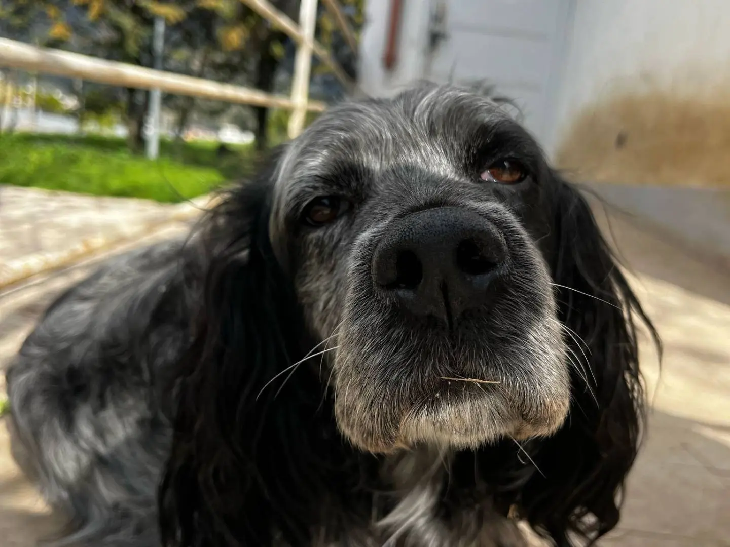 Adozione cane, maschio, Setter Inglese Razza sconosciuta, 7 anni e 8 mesi, taglia media contenuta, Caserta
