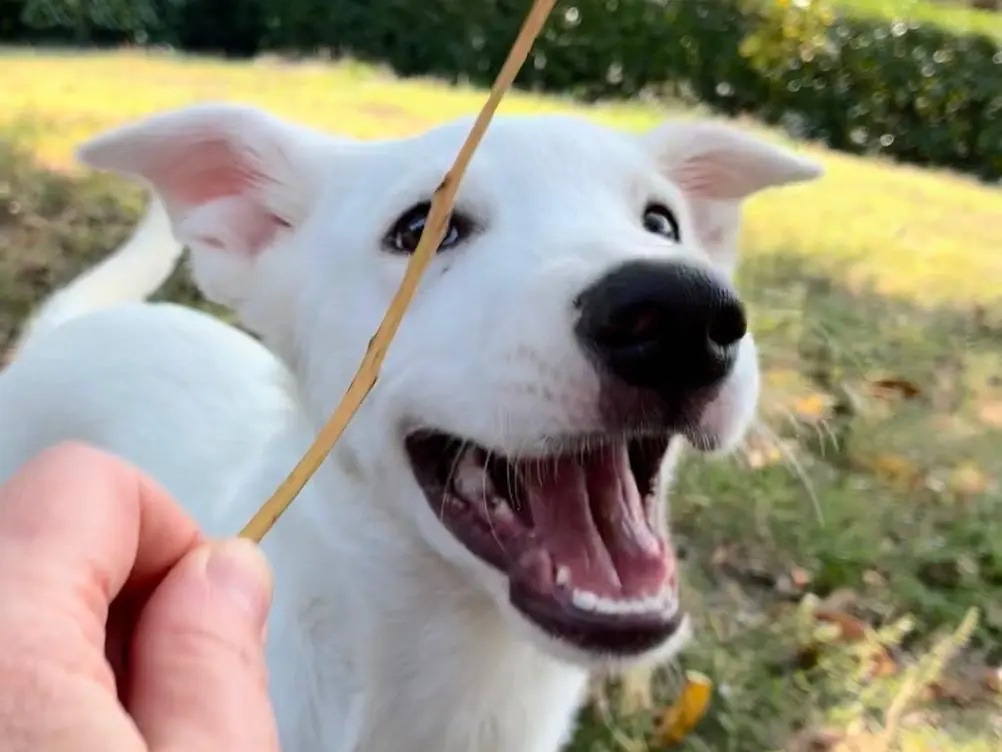 Vuoi adottare un cane a Bologna?