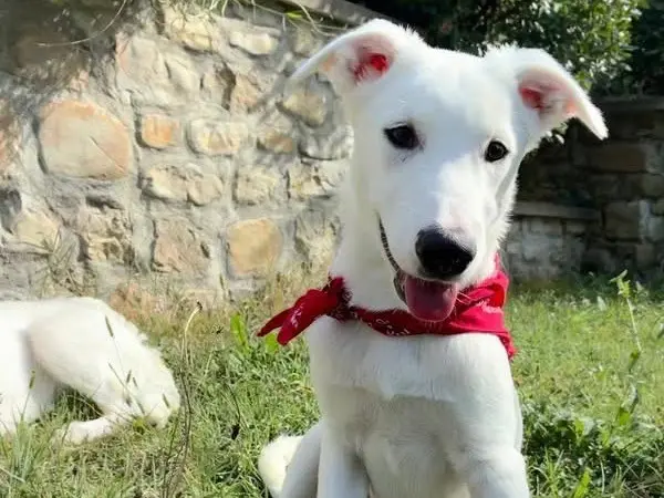 Adotta un cane, taglia media, maschio, Bologna
