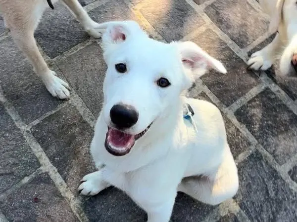 Adotta un cane, maschio, 6 mesi, Bologna