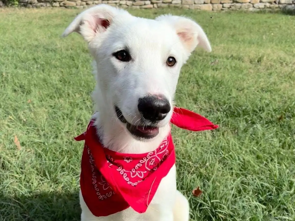 Adozione cane, maschio, Razza sconosciuta Razza sconosciuta, 6 mesi, taglia media, Bologna