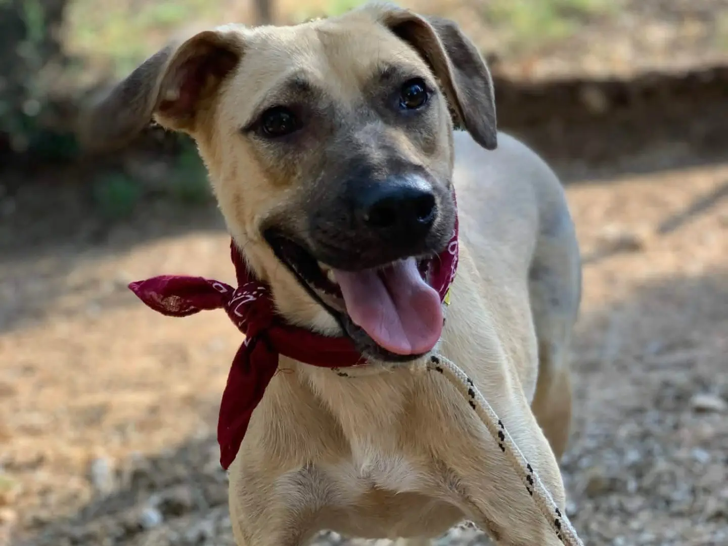 Adotta il cane Alvin a Latina