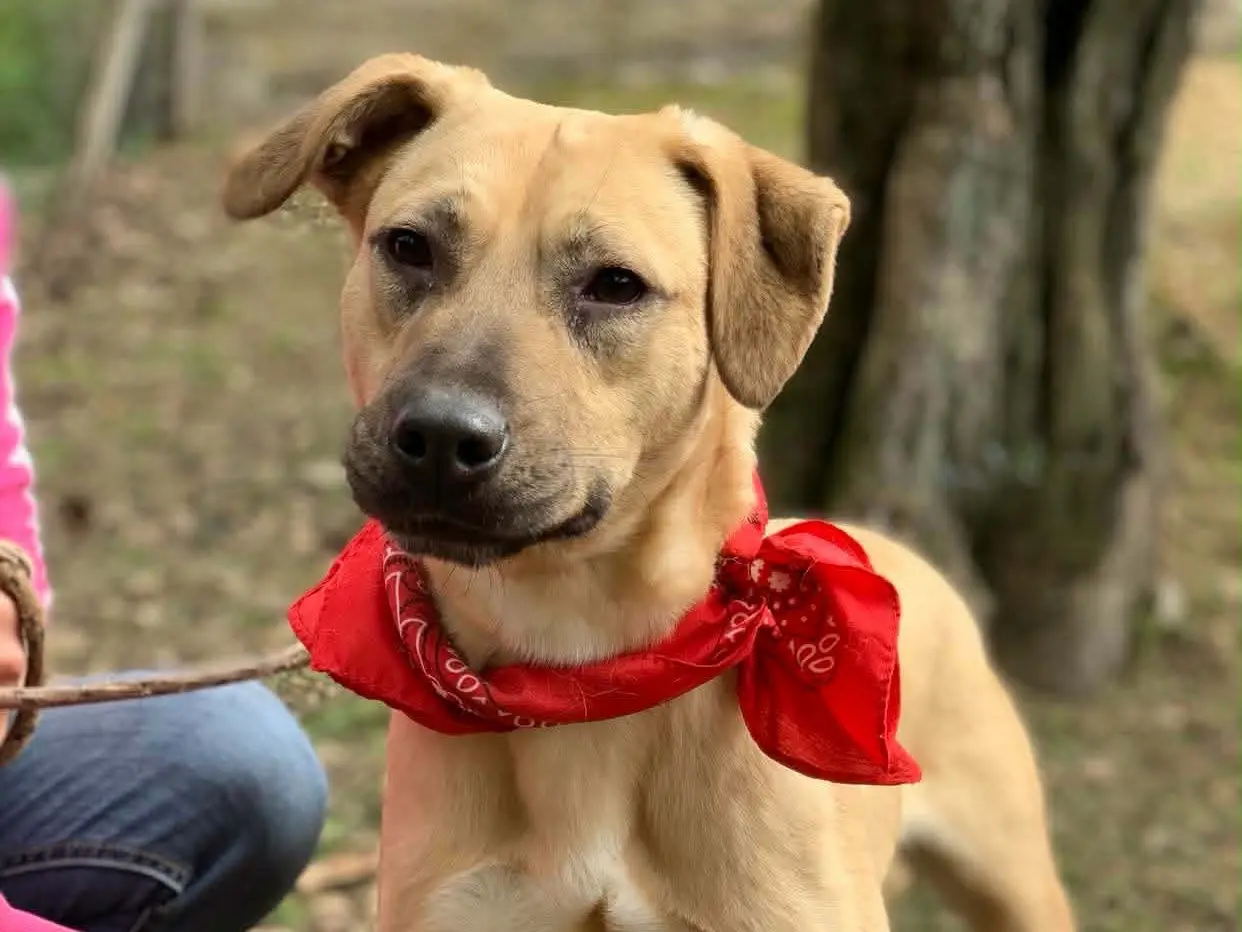 Adozione cane, maschio, Razza sconosciuta Razza sconosciuta, 2 anni e 1 mese, taglia media, Latina