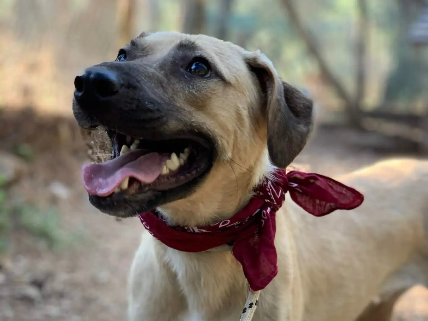 Adotta un cane, maschio, 2 anni e 1 mese, Latina