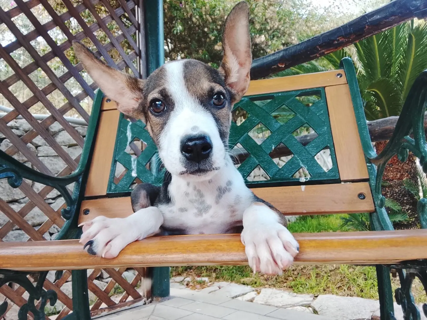 Adozione cane, maschio, Razza sconosciuta Razza sconosciuta, 4 mesi, taglia media, Siracusa