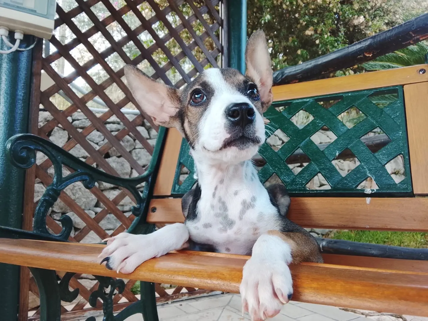 Adotta il cane Noah a Siracusa
