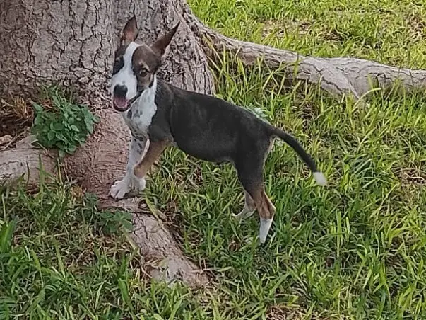 Adotta un cane, taglia media, maschio, Siracusa