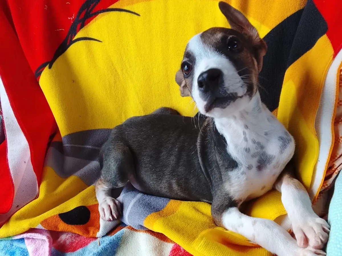 Adotta un cane, maschio, 4 mesi, Siracusa