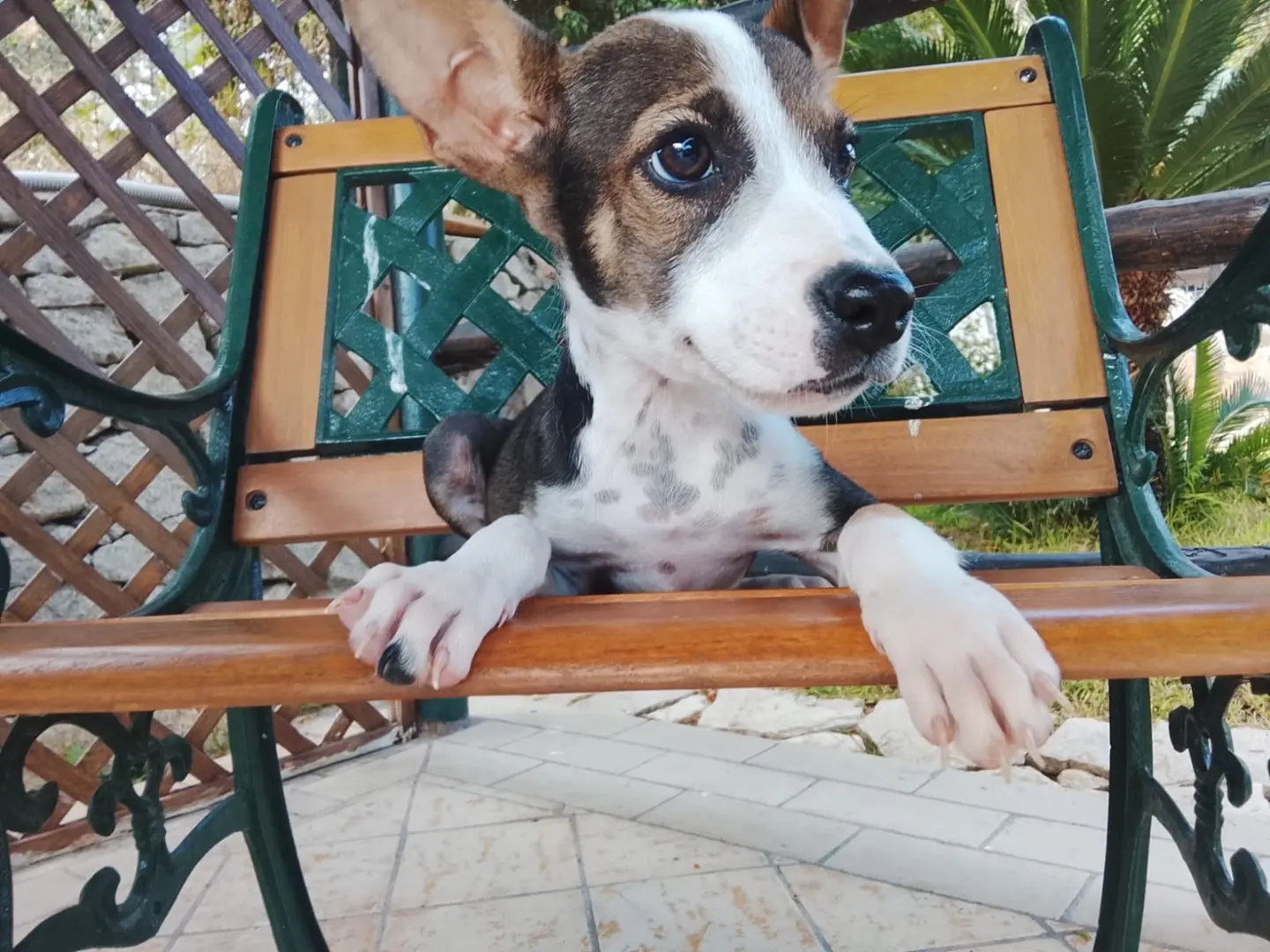 Vuoi adottare un cane a Siracusa?