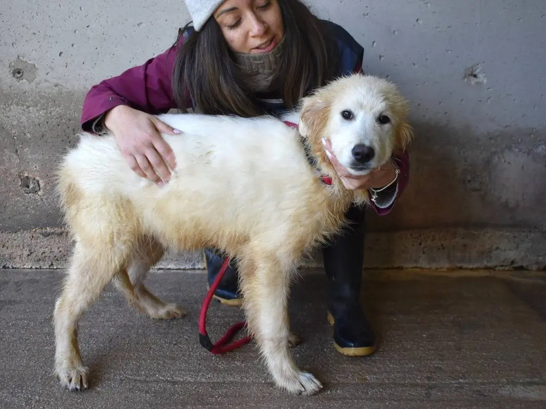 Adotta un cane, maschio, 1 anno, Roma