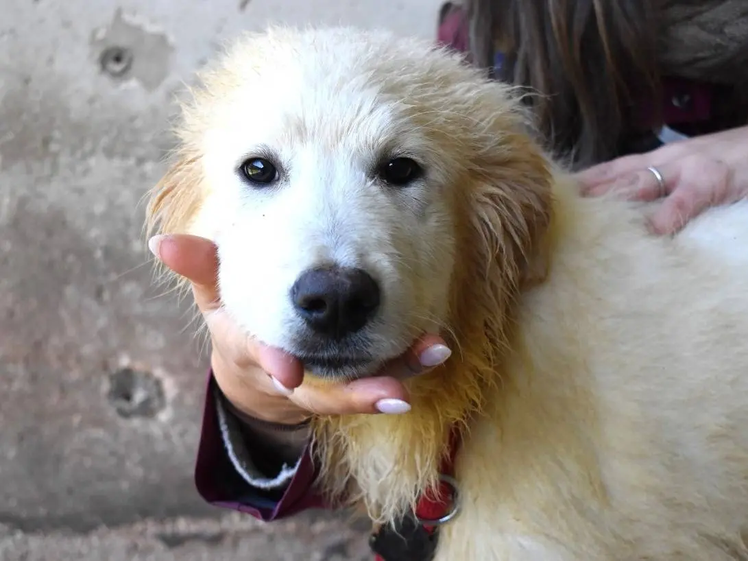 Adozione cane, maschio, Pastore maremmano Razza sconosciuta, 1 anno, taglia grande, Roma
