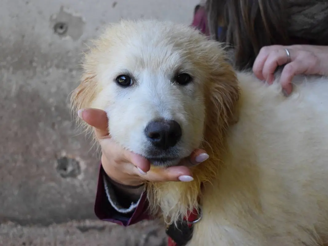 Vuoi adottare un cane a Roma?