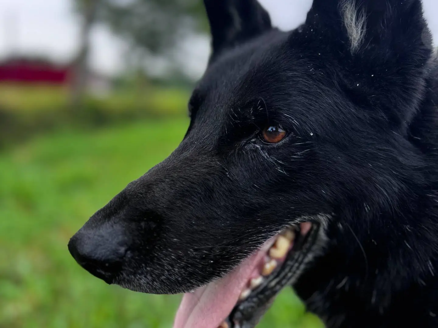 Adotta un cane, taglia grande, maschio, Bologna