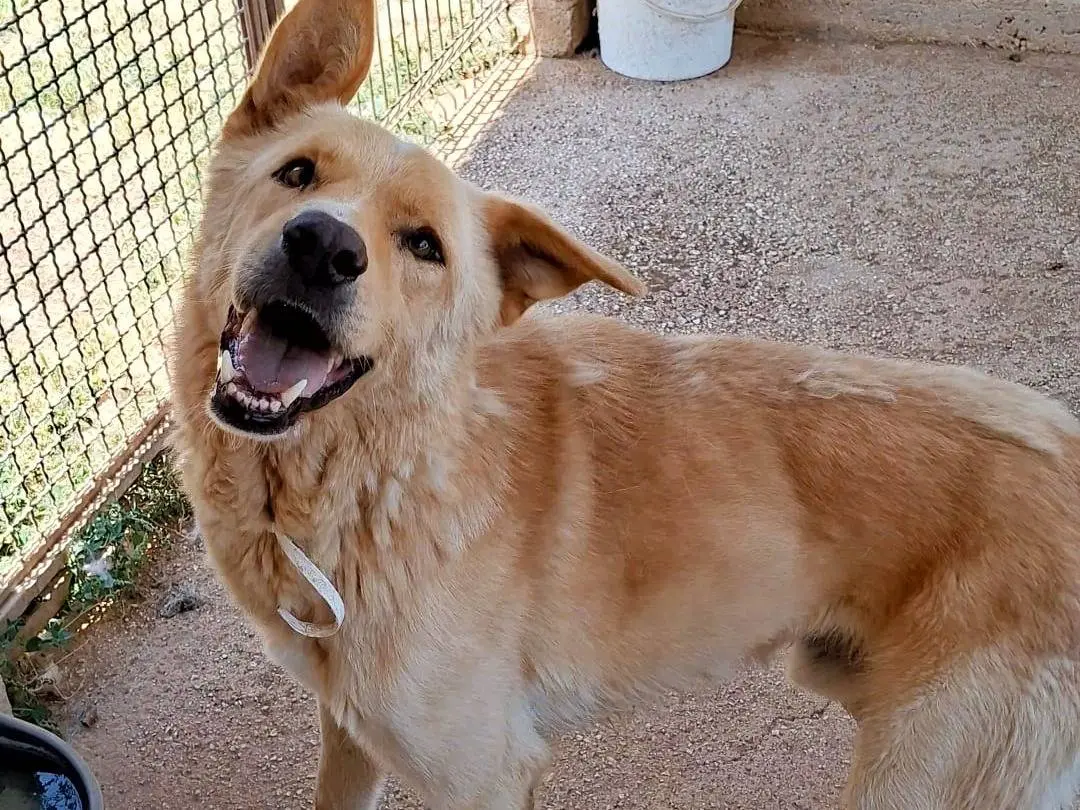 Adozione cane, maschio, Razza sconosciuta Razza sconosciuta, 5 anni e 5 mesi, taglia grande, Bari