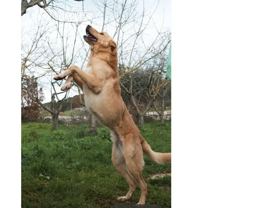 Adotta un cane, taglia grande, maschio, Bari