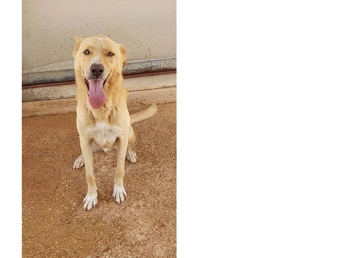 Adotta un cane, maschio, 5 anni e 5 mesi, Bari