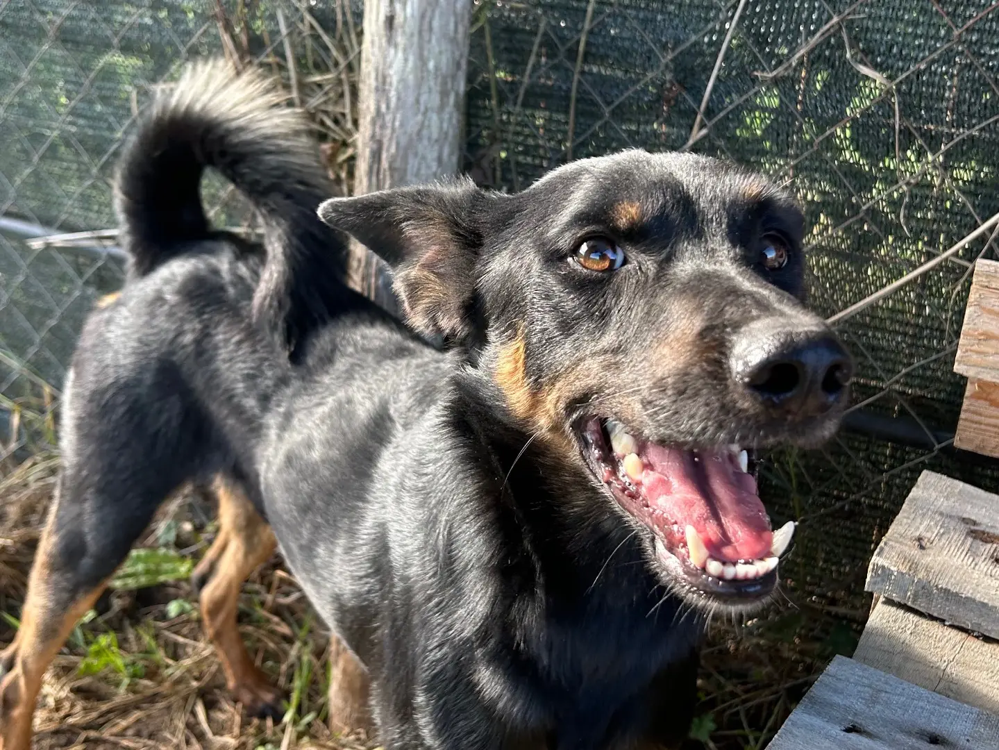 Adotta un cane, maschio, 4 anni e 4 mesi, Latina
