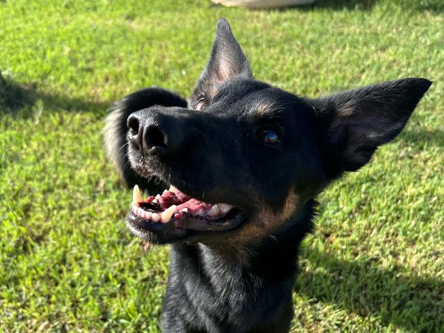Adozione cane, maschio, Pinscher Razza sconosciuta, 4 anni e 4 mesi, taglia media contenuta, Latina