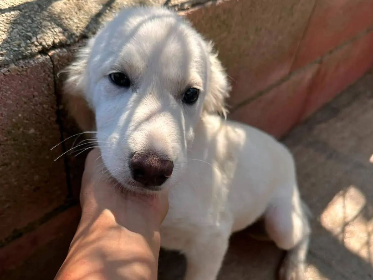 Adotta un cane, maschio, 5 mesi, Avellino