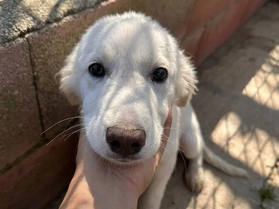 Adozione cane, maschio, Razza sconosciuta Razza sconosciuta, 5 mesi, taglia media, Avellino