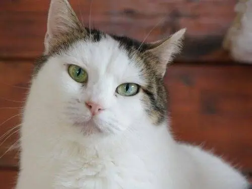 Adozione gatto, femmina, Razza sconosciuta Razza sconosciuta, 11 anni e 2 mesi, taglia non valida, Monza