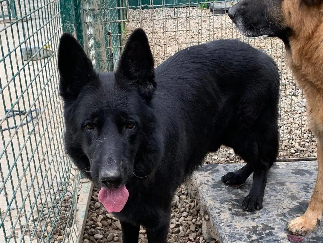 Adozione cane, maschio, Pastore tedesco Razza sconosciuta, 8 anni e 5 mesi, taglia grande, Milano