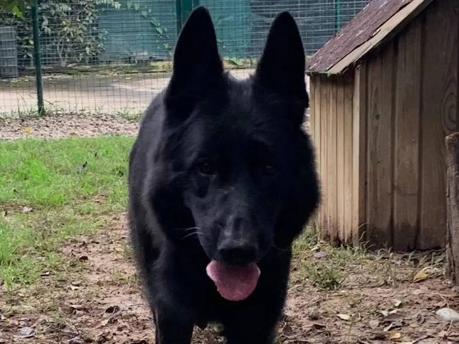 Adotta un cane, taglia grande, maschio, Milano