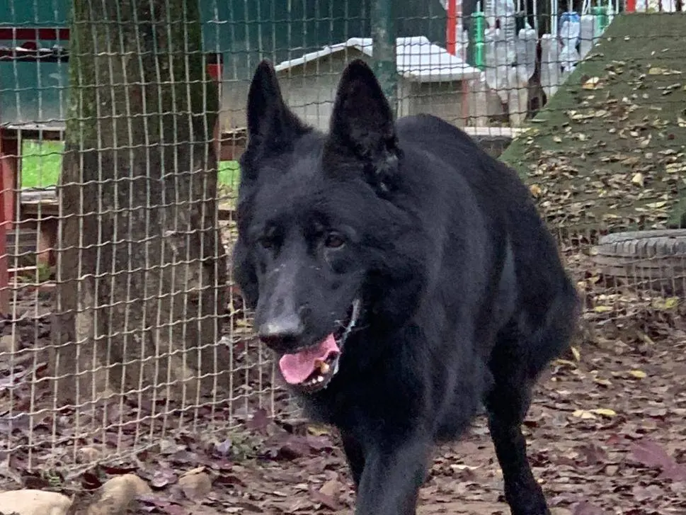 Adotta un cane, maschio, 8 anni e 5 mesi, Milano