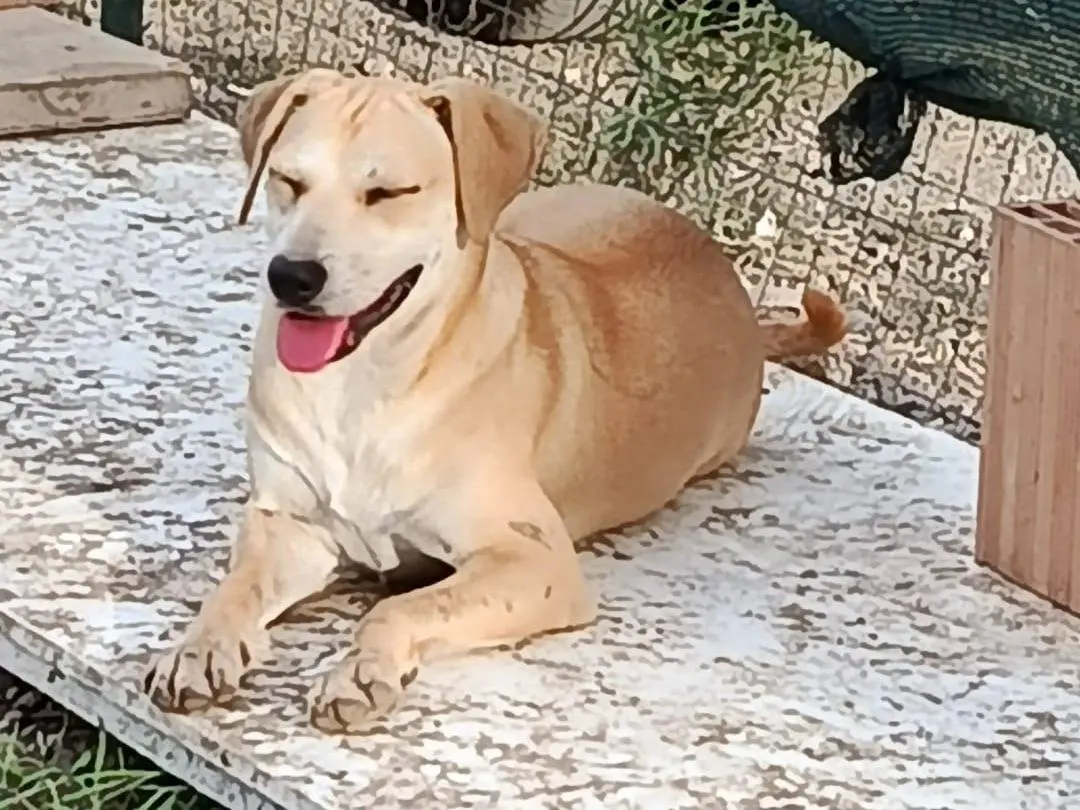 Foto 2 dell'animale