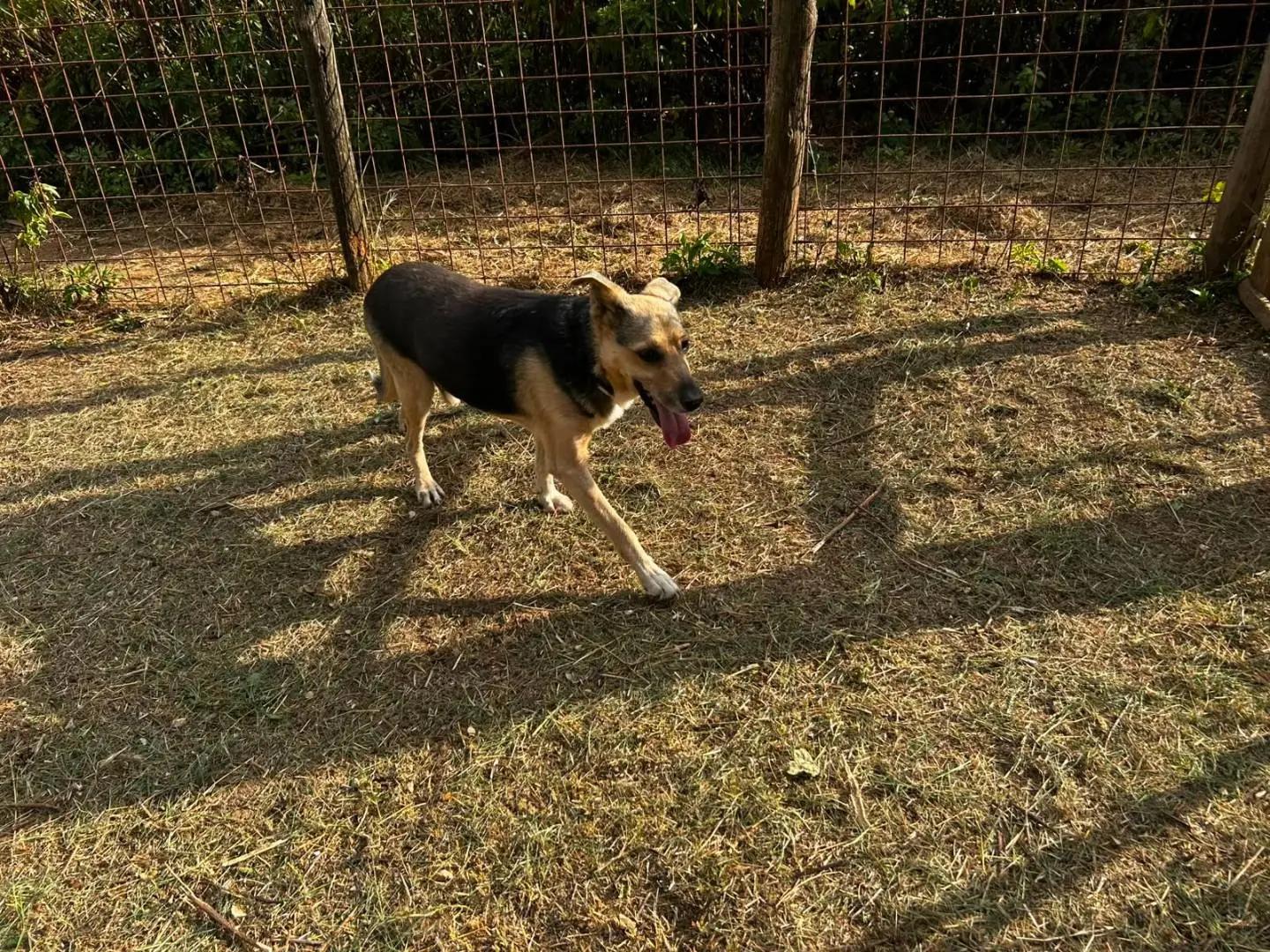 Foto 3 dell'animale