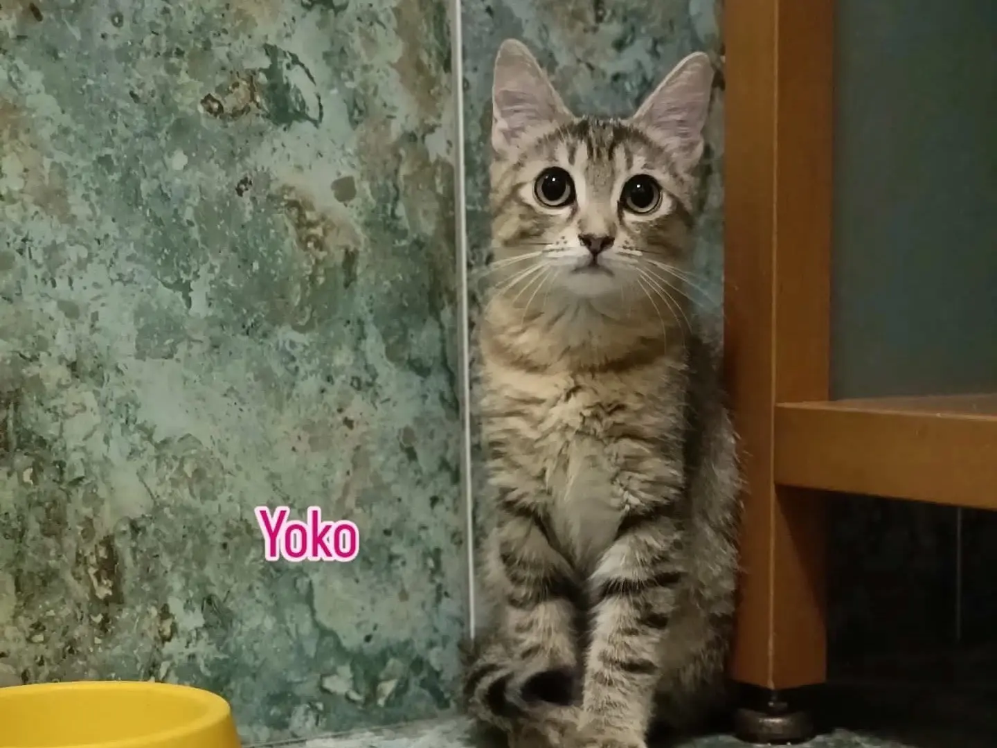 Adozione gatto, femmina, Razza sconosciuta Razza sconosciuta, 1 anno e 6 mesi, taglia non valida, Perugia