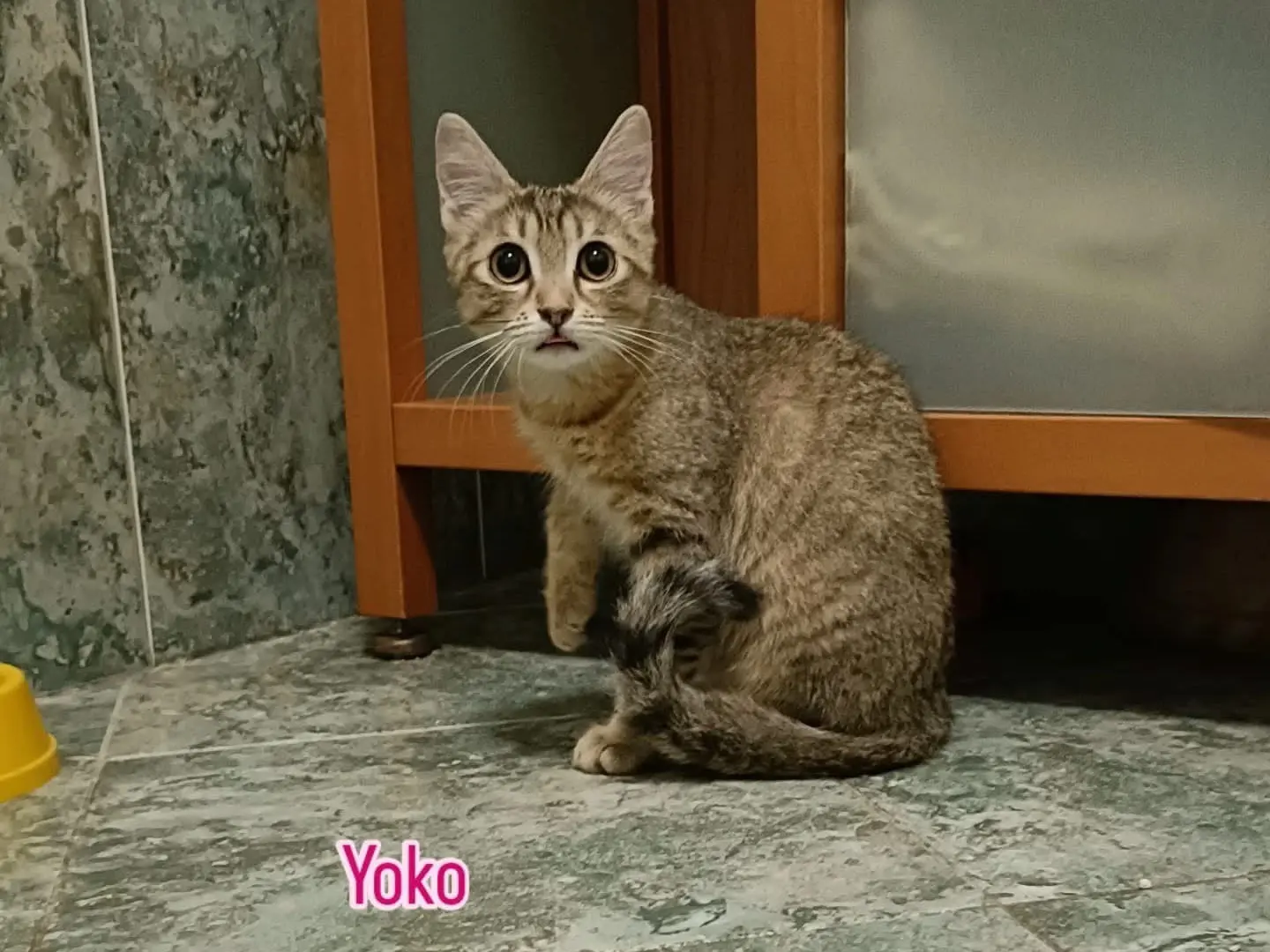 Adotta un gatto, femmina, 1 anno e 6 mesi, Perugia