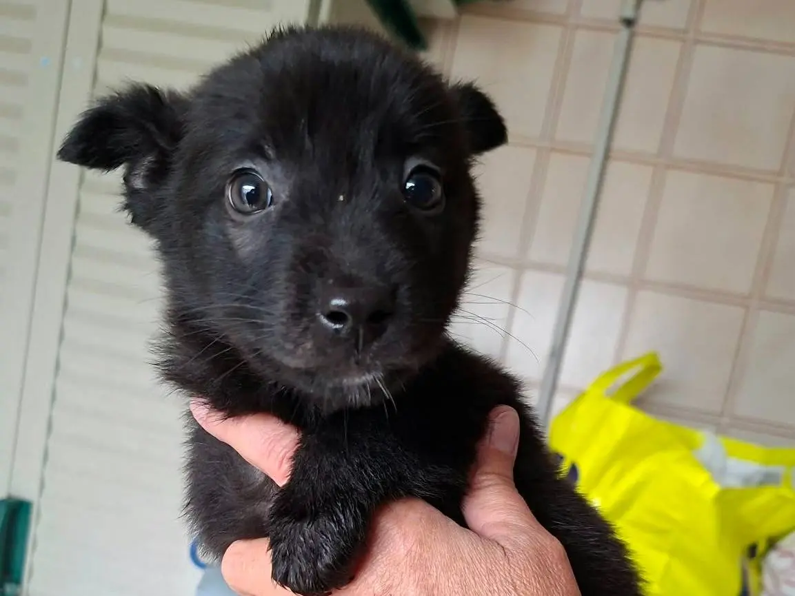 Adozione cane, maschio, Razza sconosciuta Razza sconosciuta, 2 mesi, taglia media contenuta, Arezzo