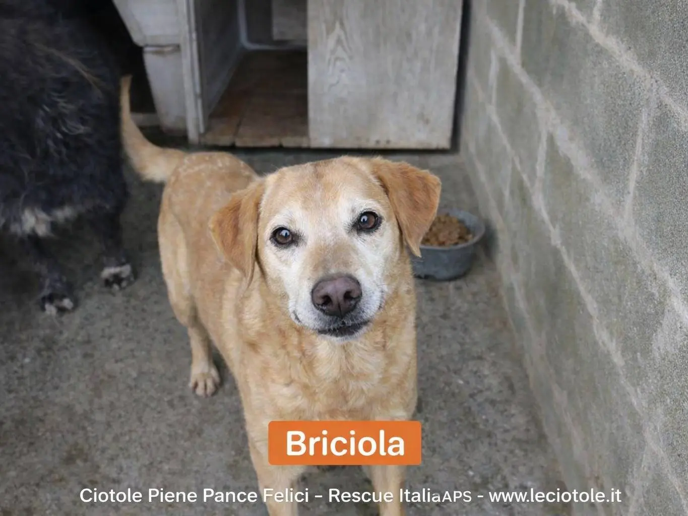 Adotta un cane, femmina, 13 anni e 7 mesi, Benevento