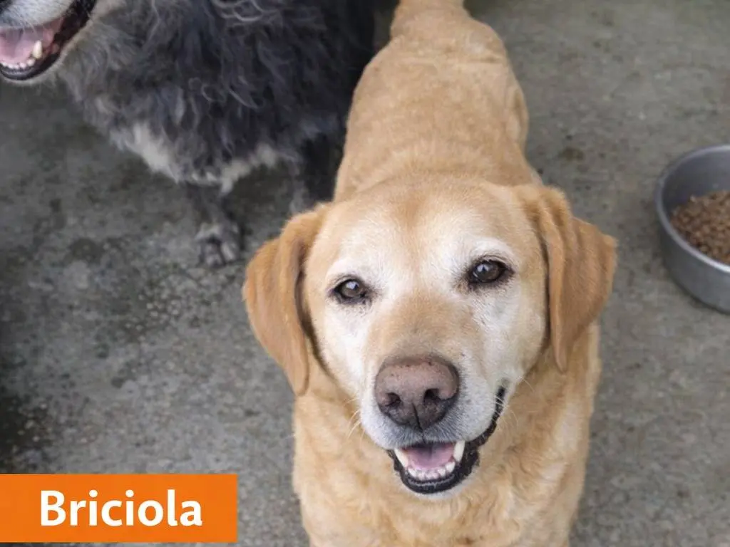 Adotta un cane, taglia media contenuta, femmina, Benevento