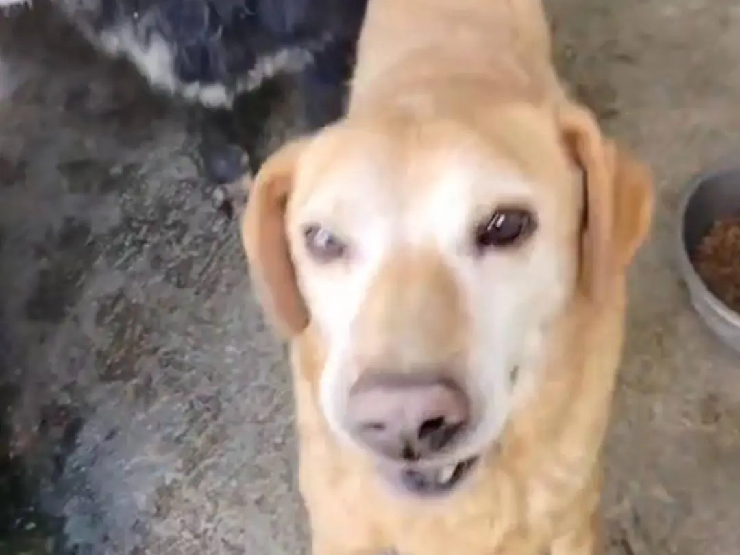 Adozione cane, femmina, Razza sconosciuta Razza sconosciuta, 13 anni e 7 mesi, taglia media contenuta, Benevento