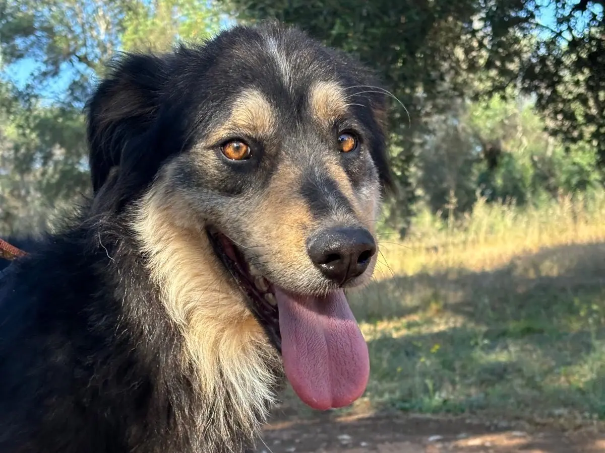 Adozione cane, maschio, Razza sconosciuta Razza sconosciuta, 3 anni e 4 mesi, taglia media, Taranto